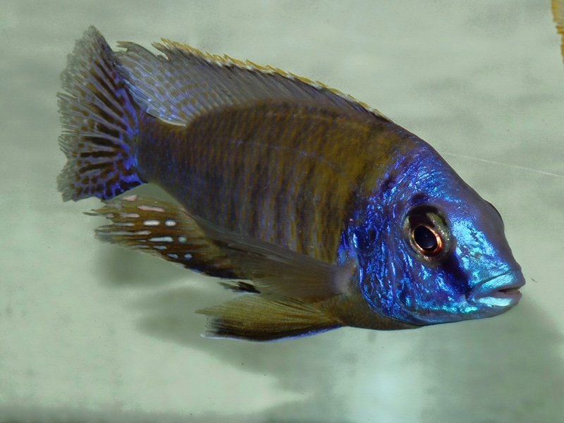 Protomelas sp. 'steveni imperial' Hai Reef